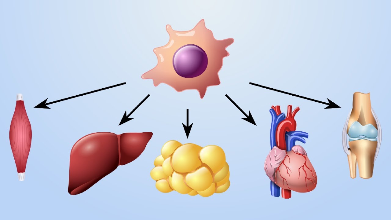 Stem Cell-Based Therapies Photo